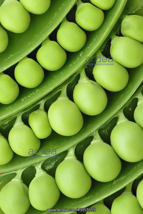 : Pea, Pisum sativum : Pea, Pisum sativum