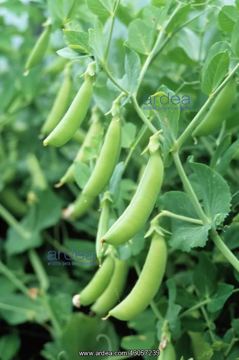 : Pea, Pisum sativum : Pea, Pisum sativum