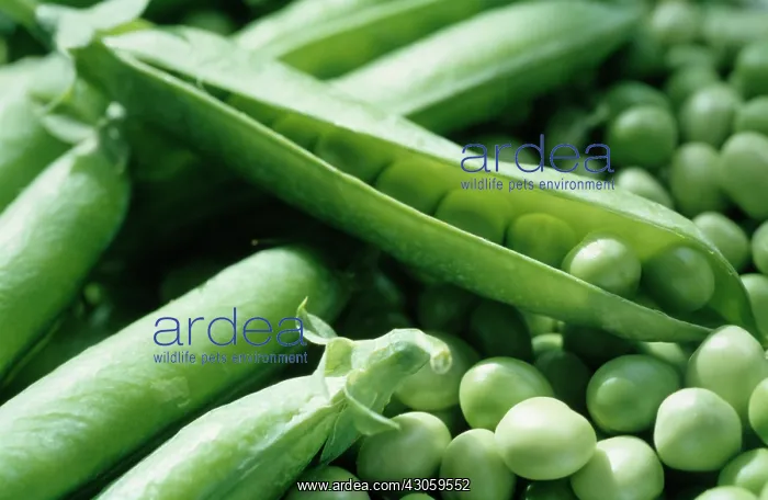 : Pea, Pisum sativum : Pea, Pisum sativum