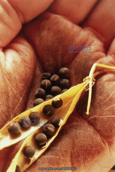 : Pea, Pisum sativum : Pea, Pisum sativum
