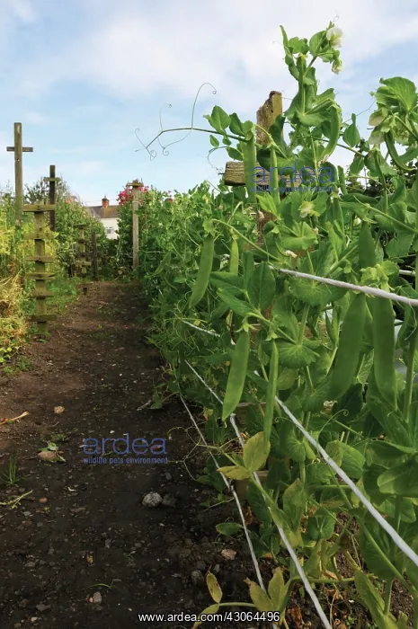 : Pea, Pisum sativum : Pea, Pisum sativum