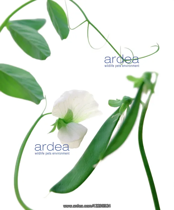: Pea, Pisum sativum : Pea, Pisum sativum