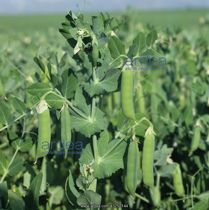 : Pea (Pisum sativum) crop : Pea (Pisum sativum) crop