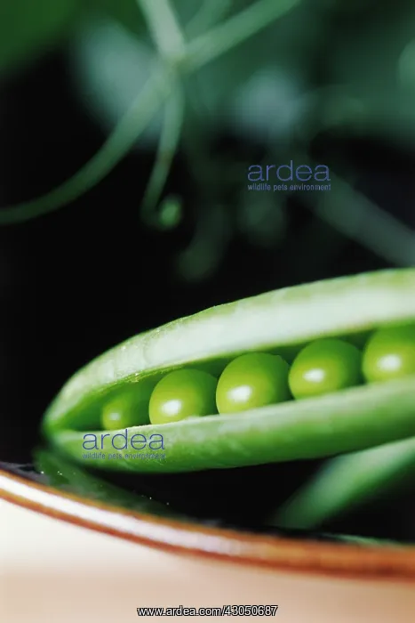 : Pea, Pisum sativum Kelvedon wonder : Pea, Pisum sativum Kelvedon wonder