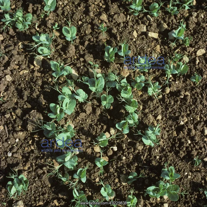: Pea (Pisum sativum) seedlings : Pea (Pisum sativum) seedlings