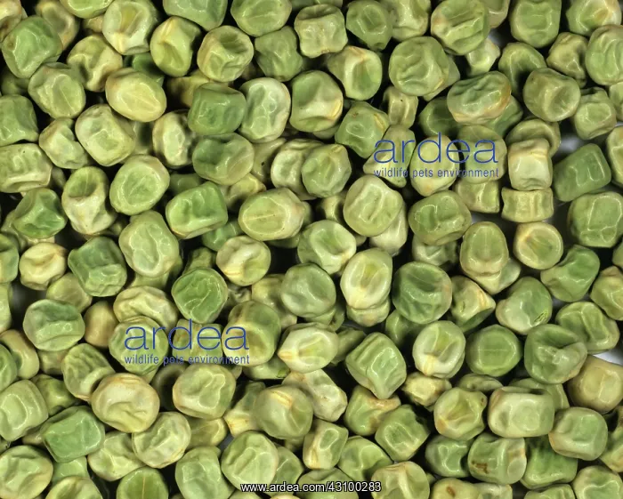 : Pea (Pisum sativum) seeds : Pea (Pisum sativum) seeds