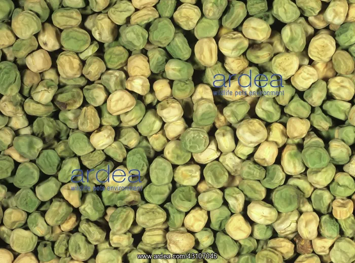  : Pea (pisum sativum) seeds