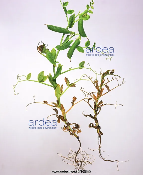 : Pea plant with Black Root Rot : Pea plant with Black Root Rot