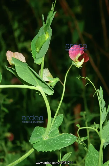  : Pea Plant - in flower