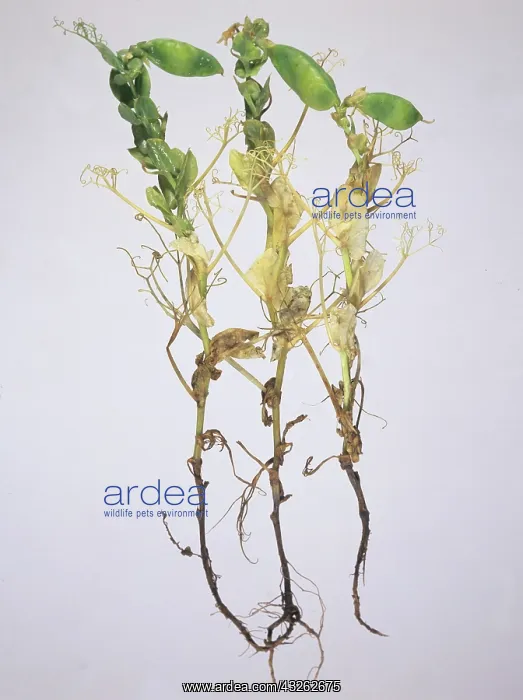 : Pea Plant with Footrot : Pea Plant with Footrot