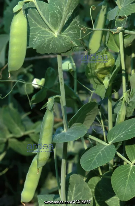 : Pea Plant with Pods : Pea Plant with Pods