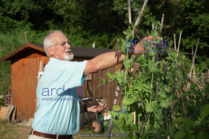 : Pea, Purple podded : Pea, Purple podded