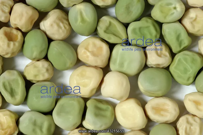 : Pea Seeds. A mix of pea seeds with combinations of four traits studied : Pea Seeds. A mix of pea seeds with combinations of four traits studied