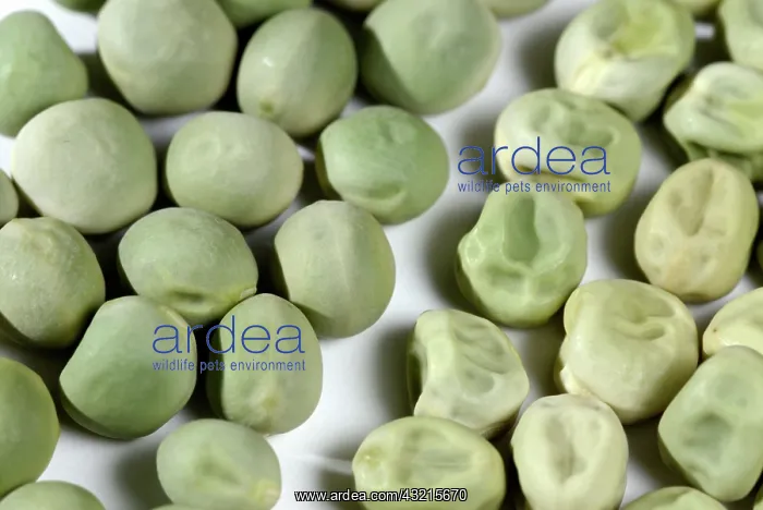 : Pea Seeds. Green smooth and wrinkled pea seeds : Pea Seeds. Green smooth and wrinkled pea seeds