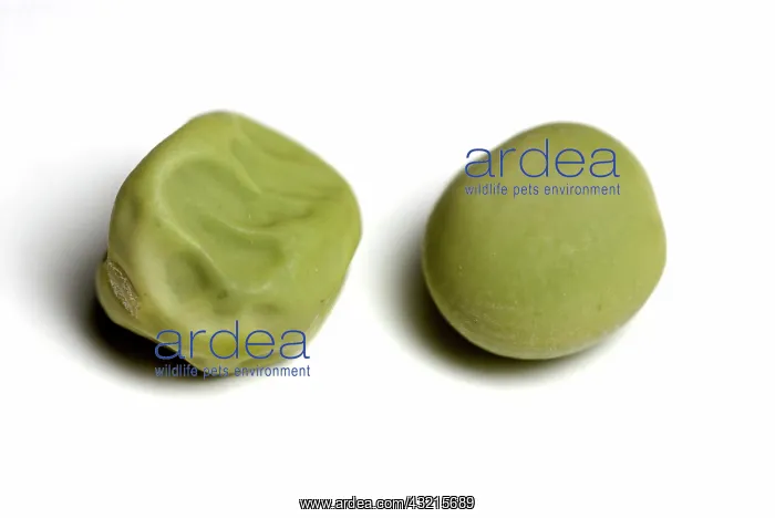 : Pea Seeds. Green smooth and wrinkled pea seeds : Pea Seeds. Green smooth and wrinkled pea seeds