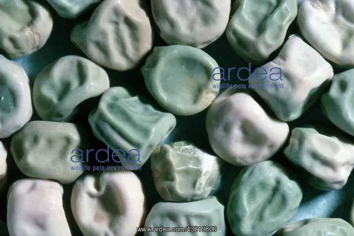 : Pea Seeds. Early Perfection pea seeds : Pea Seeds. Early Perfection pea seeds