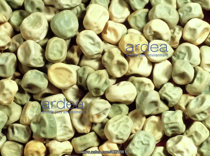 : Pea Seeds. Wrinkly pea seeds : Pea Seeds. Wrinkly pea seeds