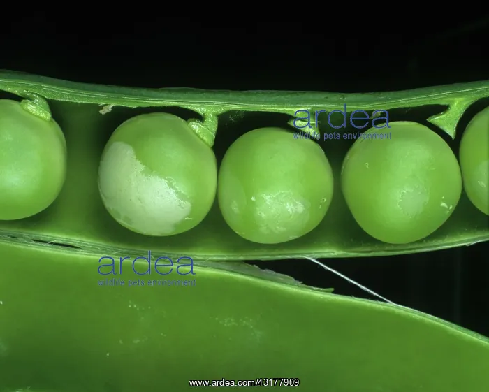 : Pea thrips damage to peas : Pea thrips damage to peas