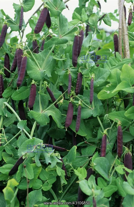 : Pea vines with purple pods : Pea vines with purple pods