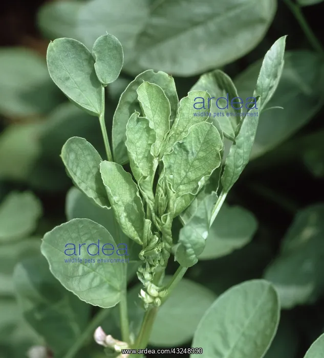 : Pea top yellows virus on Bean Plant : Pea top yellows virus on Bean Plant