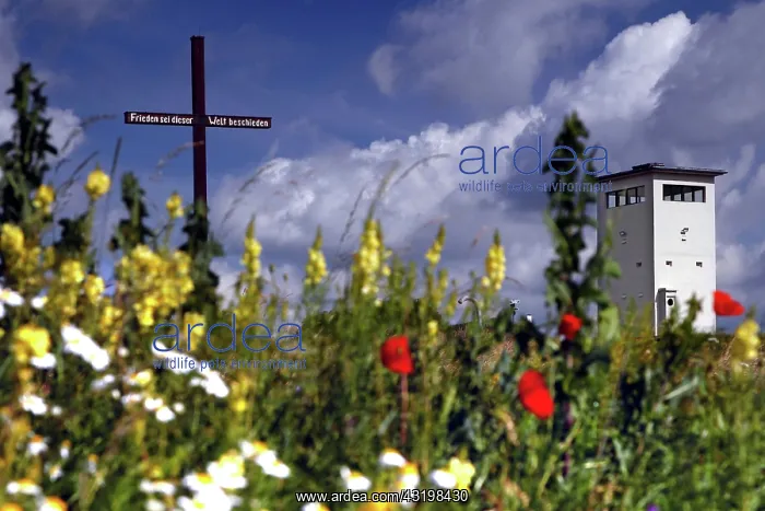 : Peace cross on the Dachsfeld, observation tower : Peace cross on the Dachsfeld, observation tower
