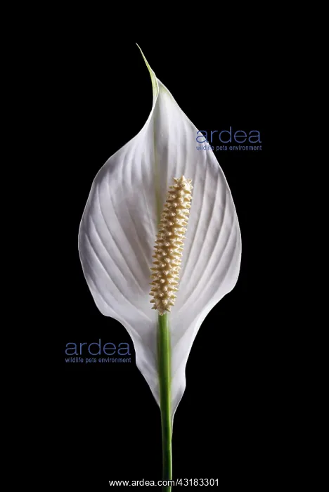 : Peace lily, Spathiphyllum wallisii, Front view of : Peace lily, Spathiphyllum wallisii, Front view of