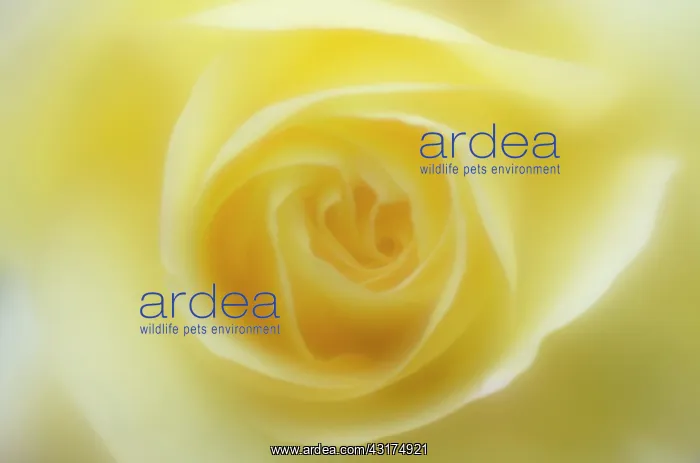 : Peace rose, Rosa Peace, close up with a dreamy soft focus : Peace rose, Rosa Peace, close up with a dreamy soft focus
