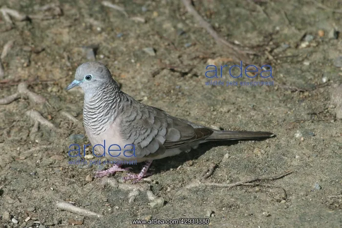 : Peaceful Dove : Peaceful Dove