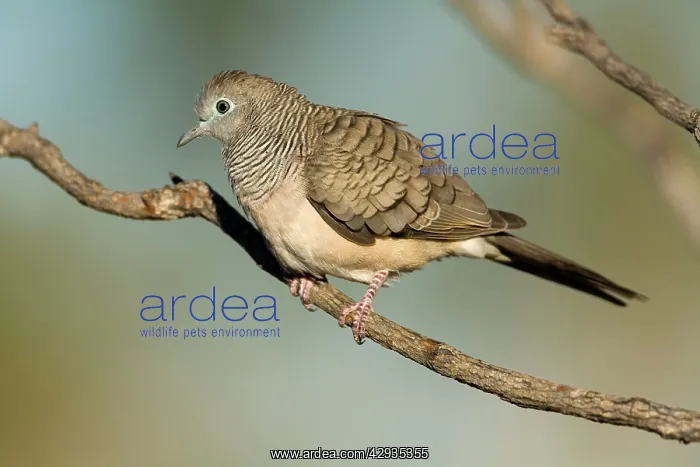 : Peaceful Dove : Peaceful Dove