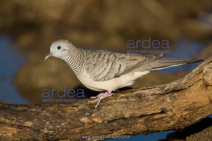 : Peaceful Dove : Peaceful Dove