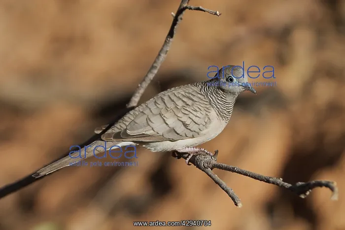 : Peaceful Dove : Peaceful Dove