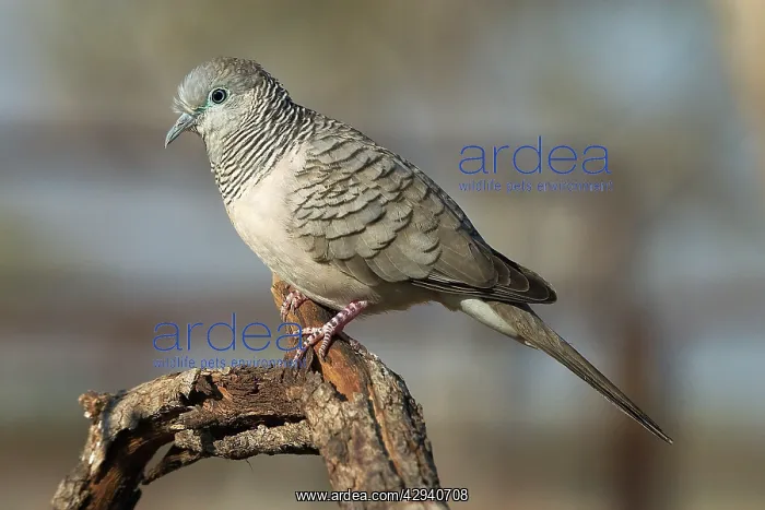 : Peaceful Dove : Peaceful Dove