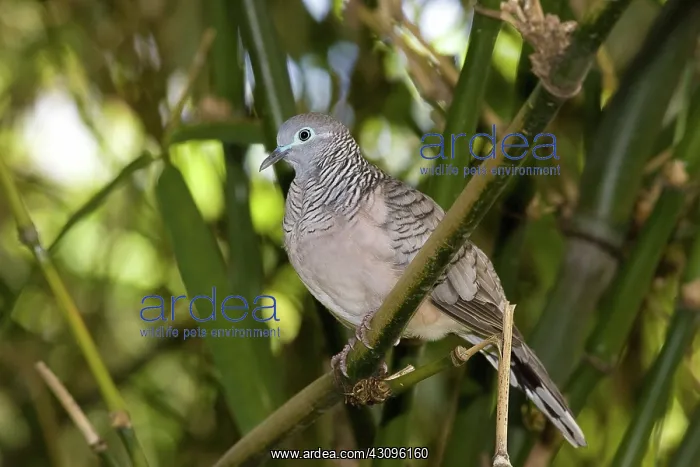 : Peaceful Dove : Peaceful Dove