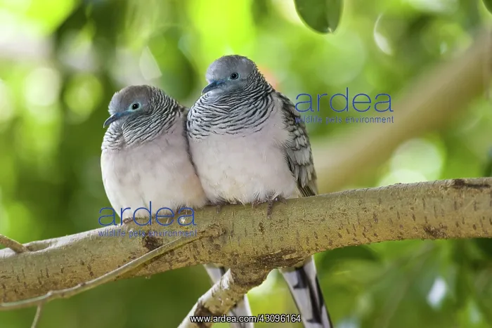 : Peaceful Dove : Peaceful Dove