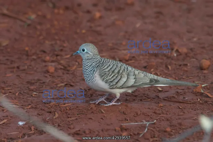 : Peaceful Dove - Approaching a pool to drink at dawn : Peaceful Dove - Approaching a pool to drink at dawn