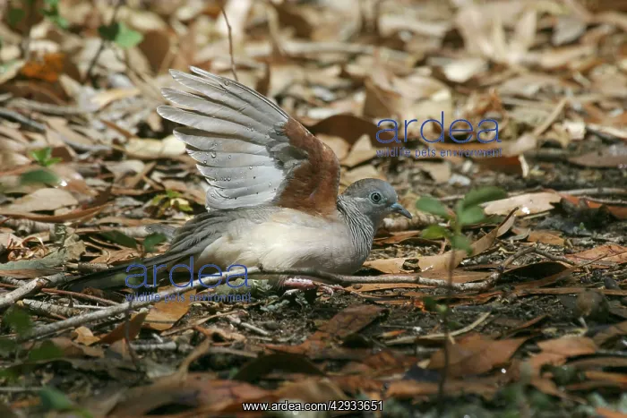 : Peaceful Dove - Bathing in sprinkler spray : Peaceful Dove - Bathing in sprinkler spray