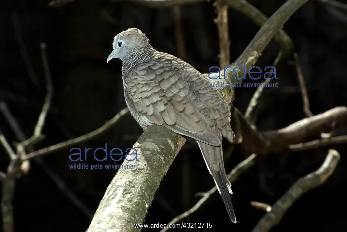 : Peaceful Dove on a branch : Peaceful Dove on a branch