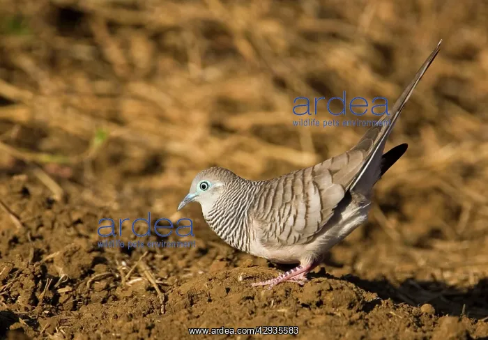 : Peaceful Dove - displaying : Peaceful Dove - displaying