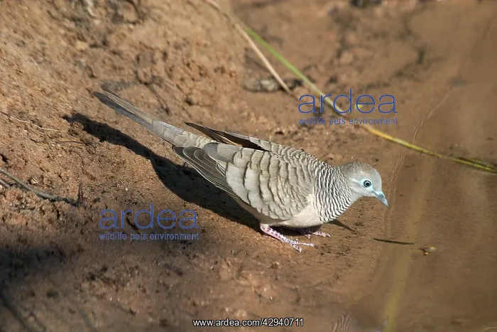 : Peaceful Dove - At drinking pool : Peaceful Dove - At drinking pool