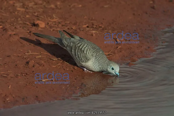 : Peaceful Dove - drinking at a pool at dawn : Peaceful Dove - drinking at a pool at dawn