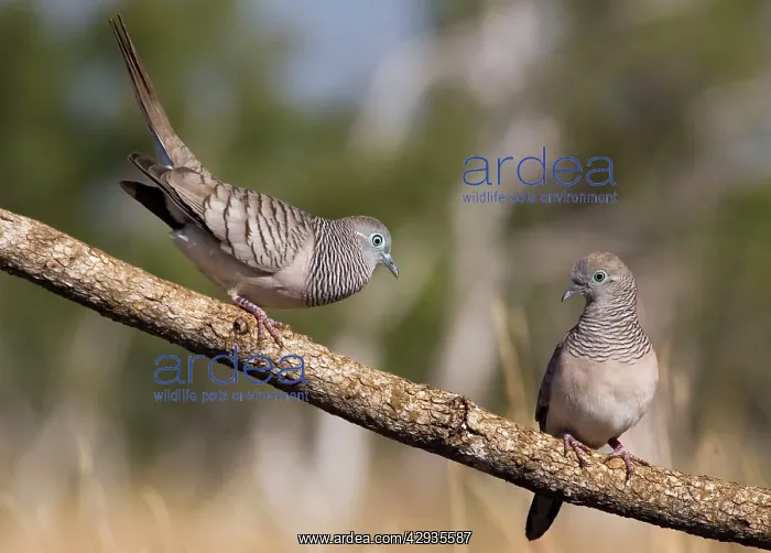 : Peaceful Dove - male displaying to female : Peaceful Dove - male displaying to female