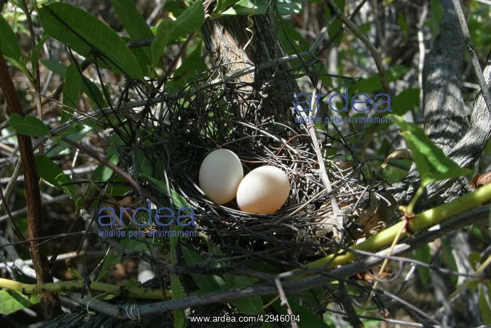 : Peaceful Dove nest - With eggs : Peaceful Dove nest - With eggs