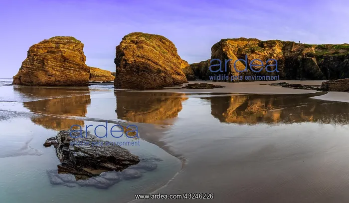 : A peaceful sunset on a sandy beach with tidal pools : A peaceful sunset on a sandy beach with tidal pools