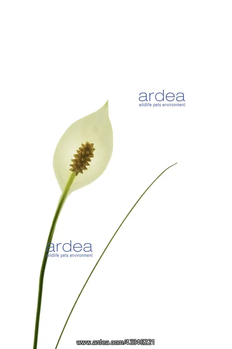 : Peacelily, Spathiphyllum wallisii : Peacelily, Spathiphyllum wallisii