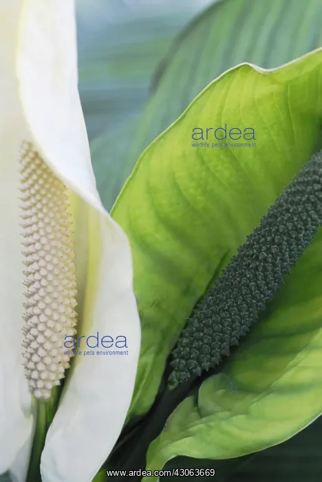 : Peacelily, Spathiphyllum wallisii : Peacelily, Spathiphyllum wallisii