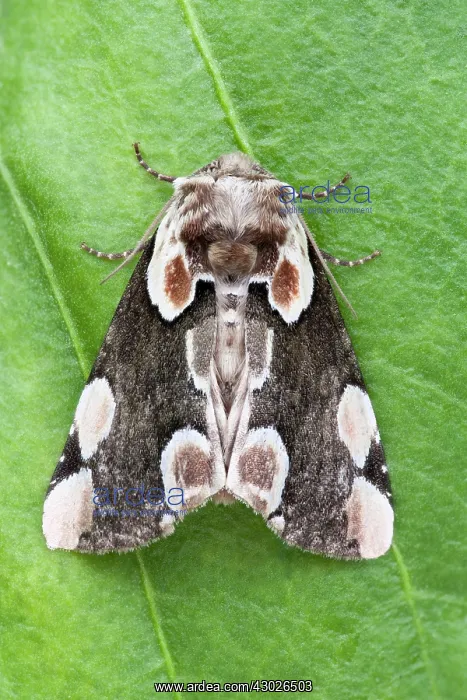 : Peach Blossom Moth : Peach Blossom Moth