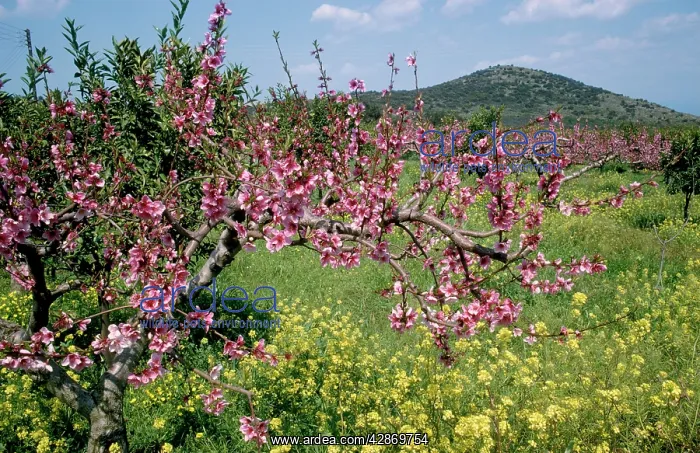 : PEACH blossom - In orchard : PEACH blossom - In orchard