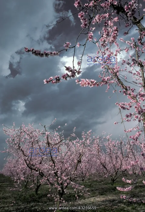 : Peach Blossoms : Peach Blossoms