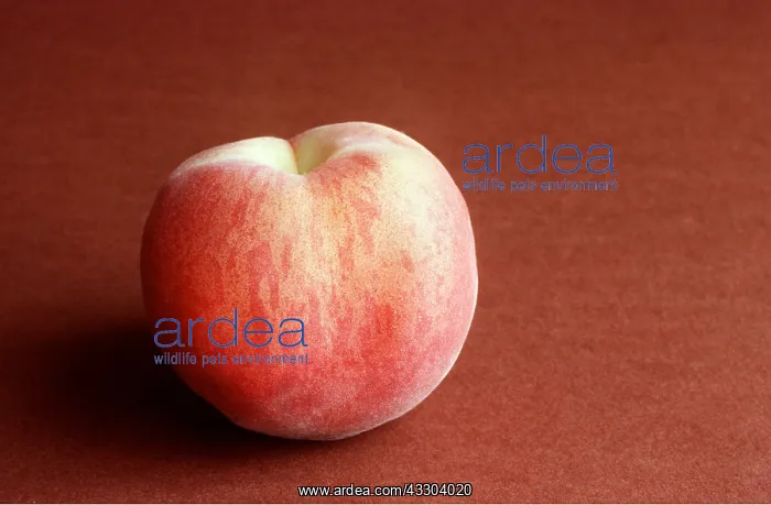 : PEACH - close-up : PEACH - close-up