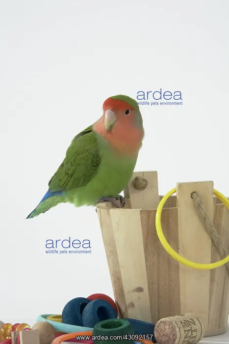 : Peach-faced Lovebird : Peach-faced Lovebird